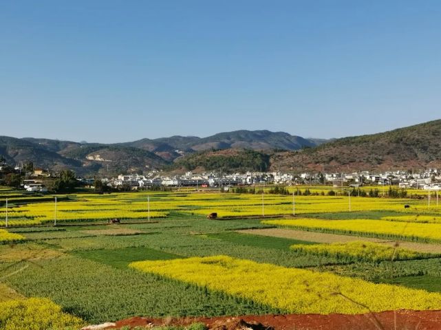 春节游隆阳丙麻油菜花盛开成海春节邂逅隆阳冬日浪漫去