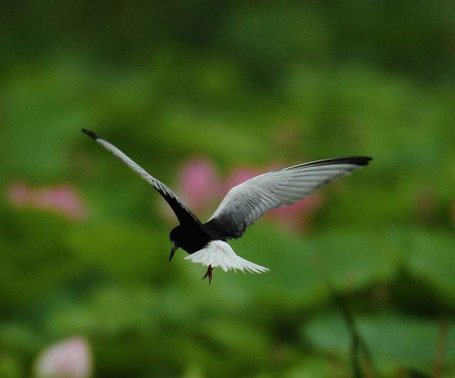 無腳鳥雨燕一生邊飛邊睡落地等於死亡它如何繁衍後代