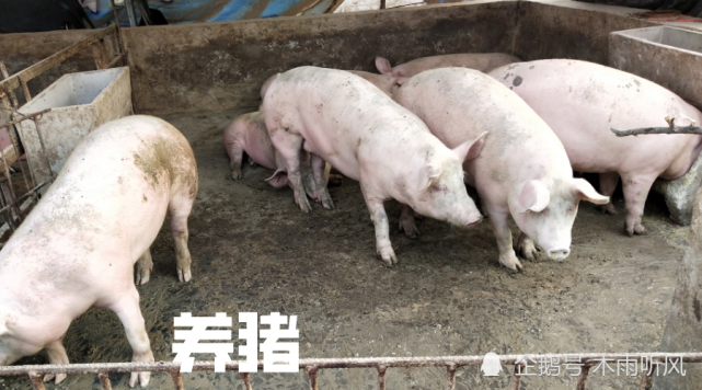 养猪要准备些什么药 养猪要准备些什么药材