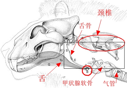 即舌骨的基部(图上的位置b)位于脖子的中后部和第3
