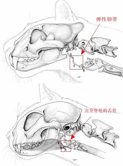 豹子骨架图片