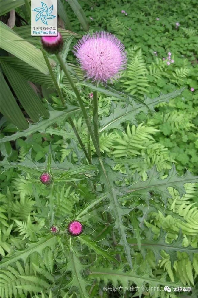 大刺儿菜(大刺儿菜图片)