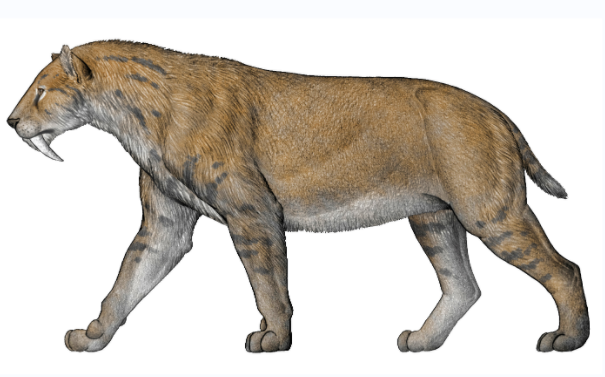 曾经称霸一时的剑齿虎,为何消失了?