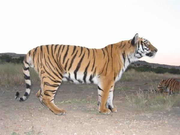 从体型上看,华南虎只能算中等,要比东北虎和孟加拉虎小很多,比现存最