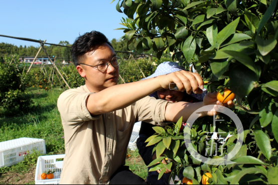 新农人|从工程师到种橘人 计划把果园变成网红打卡点