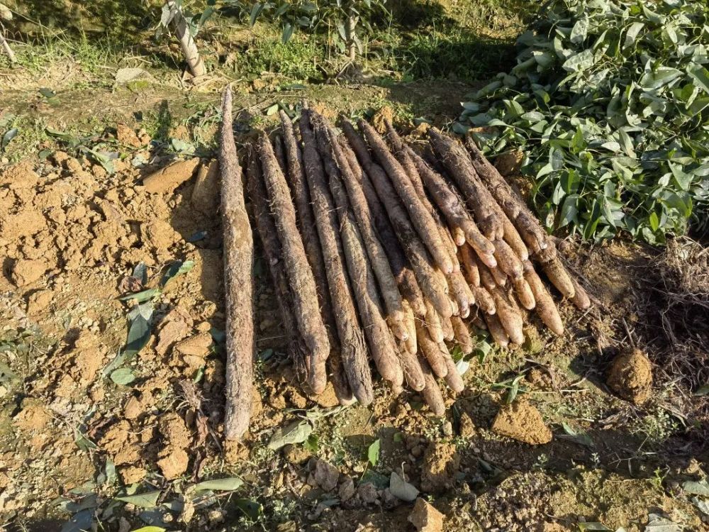 金田淮山(金田淮山图片)