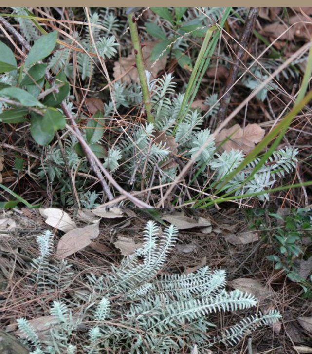 鹿茸草别名六月霜干货一斤能卖到200元看看你家有没有