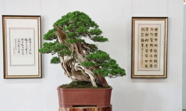 读懂这篇文章在不知不觉中你也成为盆景大师