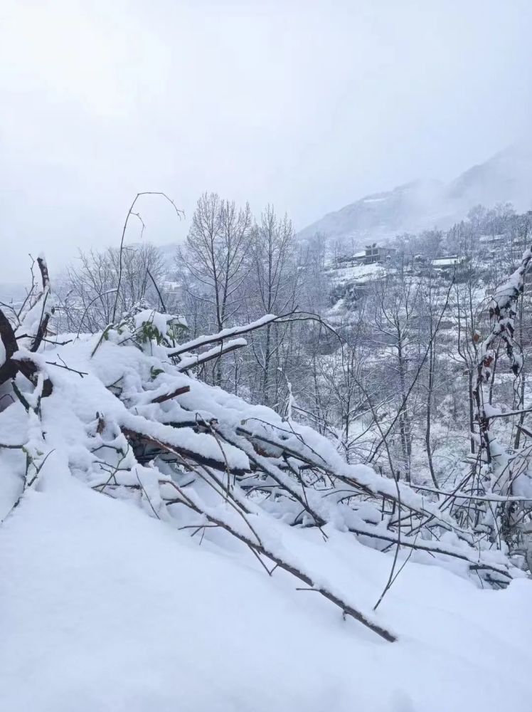 芒市苤菜坝下雪图片