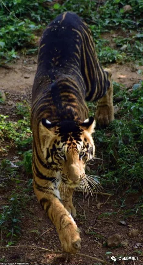 世界上有黑虎吗图片