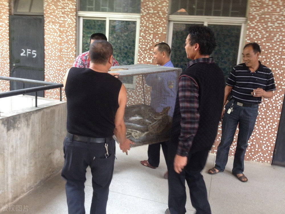 湖北捕蛇人程地明杀死怀孕颈槽蛇五年间被颈槽蛇咬伤四次身亡