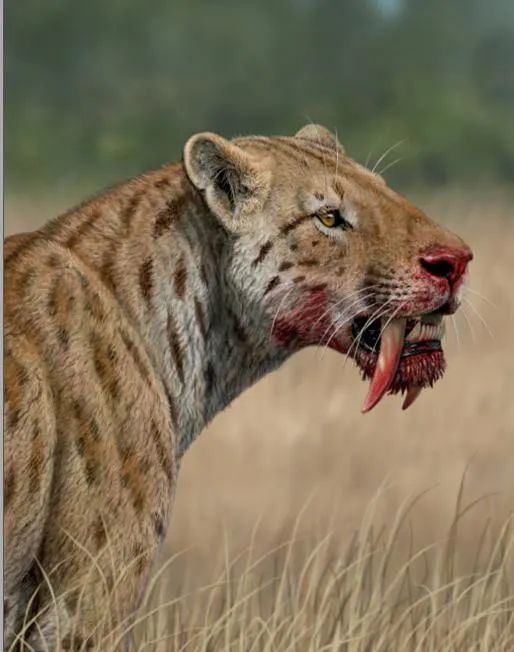 图6美洲毁灭刃齿虎(smilodon populator)的外貌复原,引自mauricio