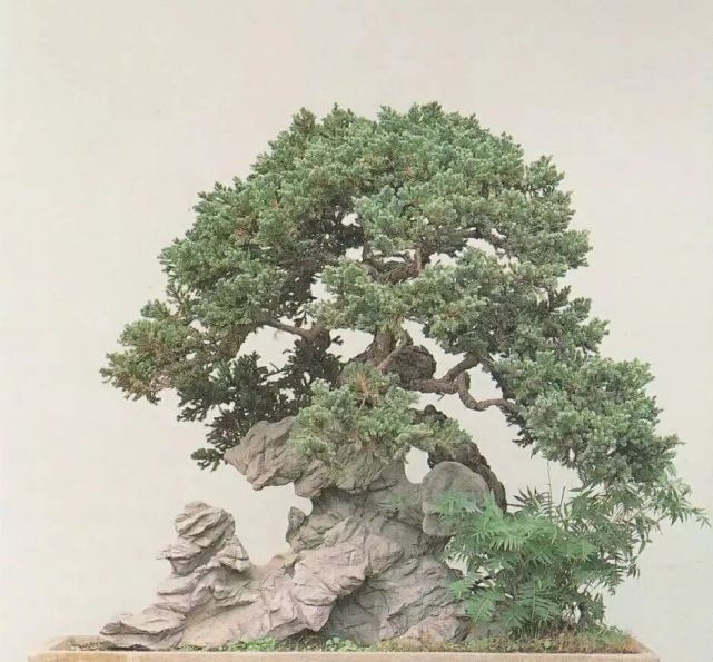 周瘦鹃岁朝清供