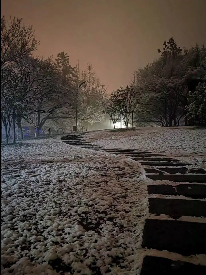 半夜不睡去打卡断桥太子湾杭州花圃昨夜有多少人被雪西湖夜景惊艳到