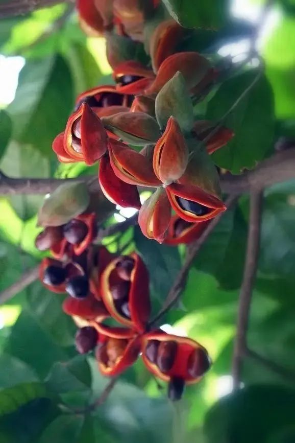 今日广东乡音凤眼在树