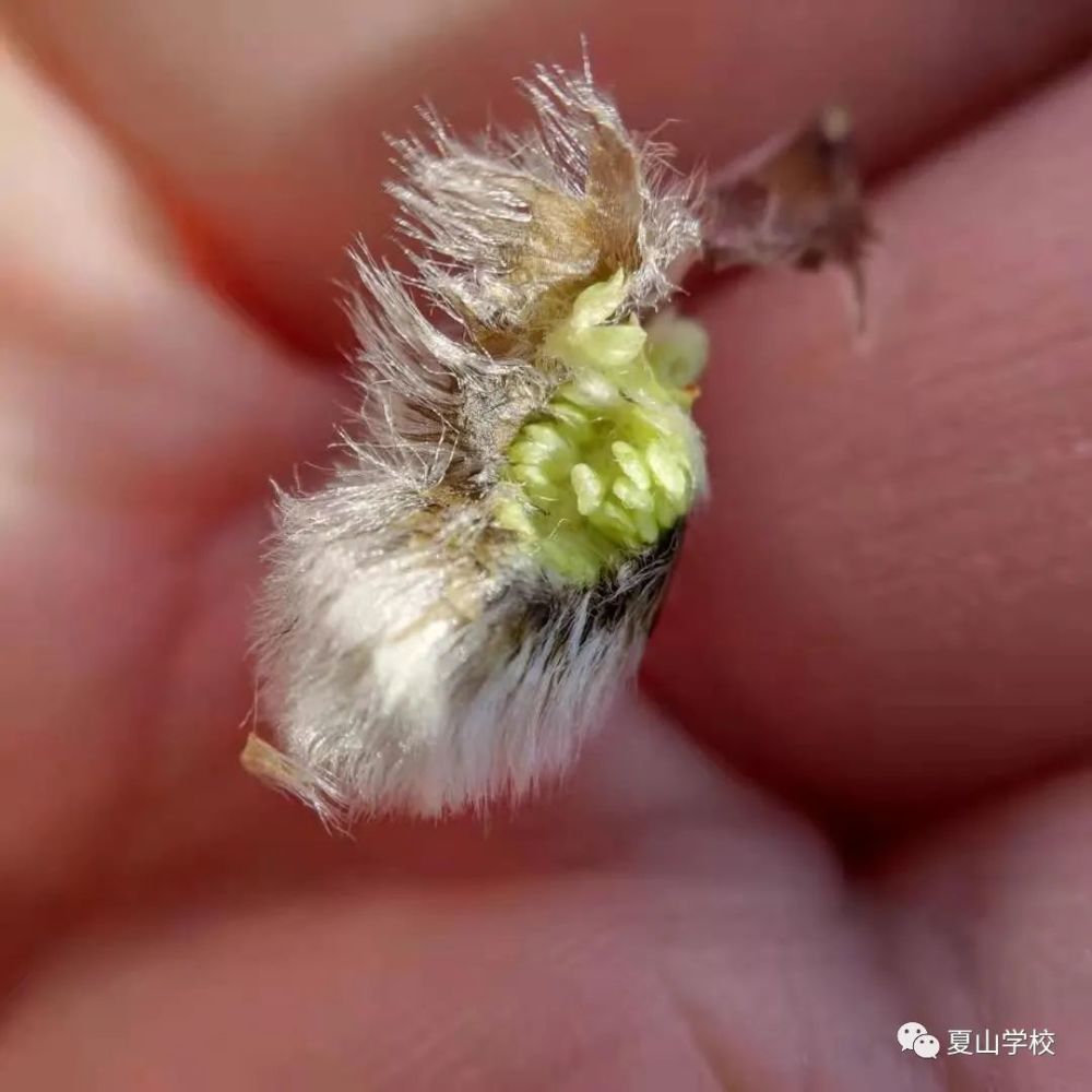 打開花芽,內部結構已經清晰一簇毛白楊冬芽大寒二候第二天,1月26日,是