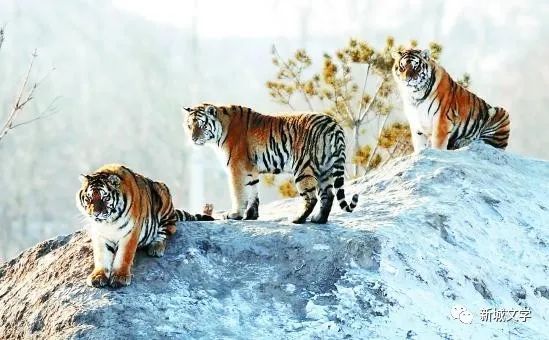 朱方泉虎迎立春