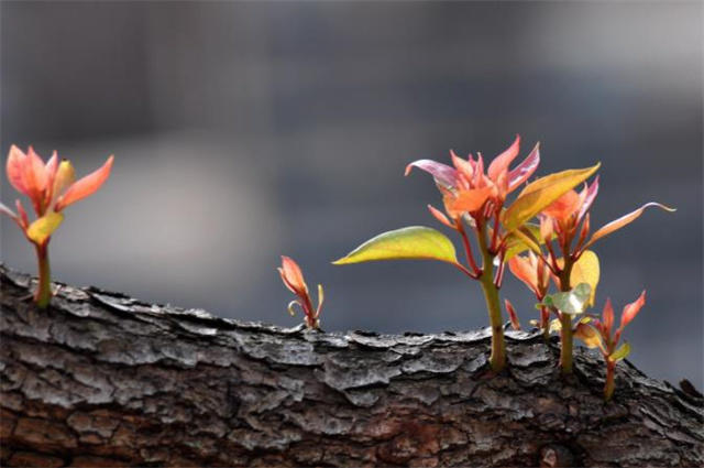 立春节气古诗六首赏读:万物含新意,风条万类滋