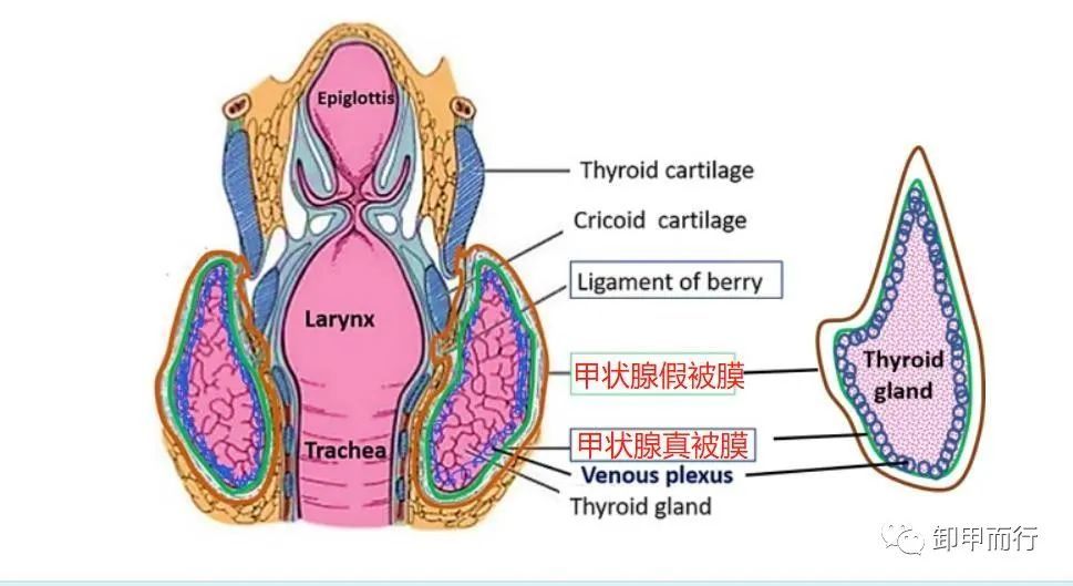 癌細胞出入被膜猶如進出菜園子門般隨意甲狀腺的