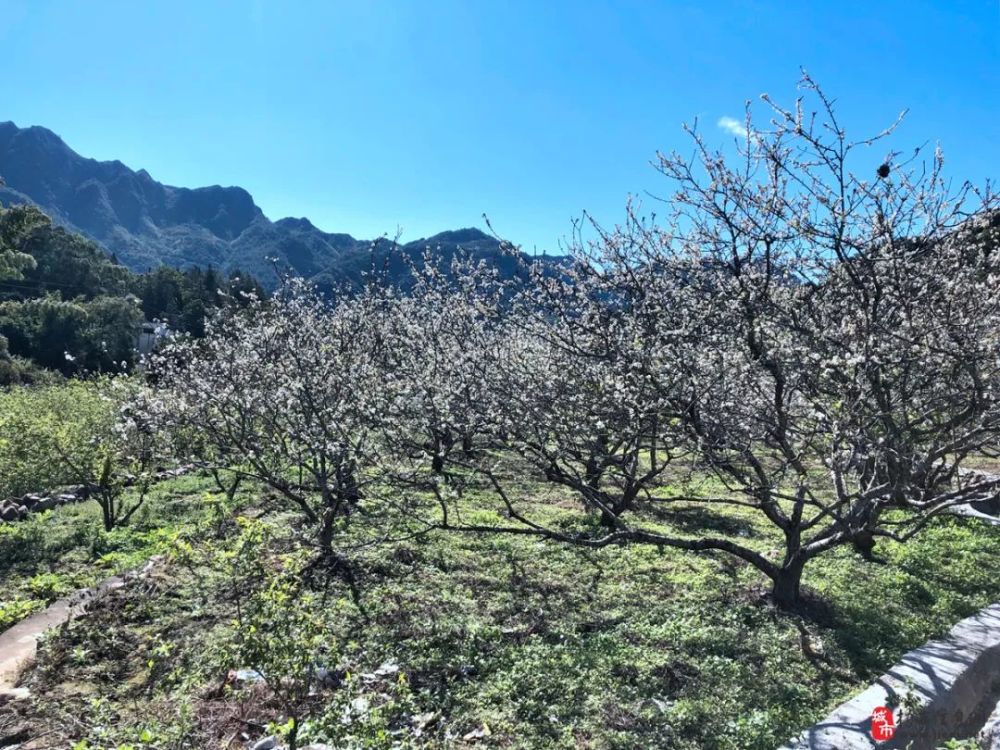 观赏地点:良田中学前面,过水坵村,惹角坵村李花近日,揭西良田的李花和