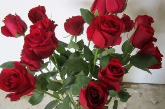 新鲜的玫瑰花花瓣多久会枯萎 只要加点东西就能延长保鲜 玫瑰