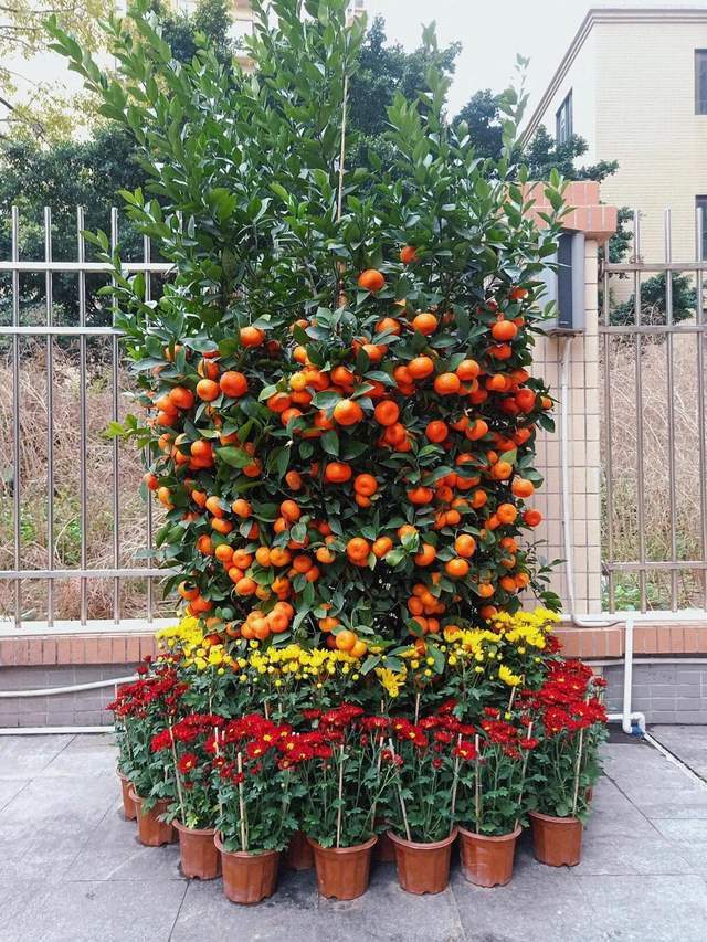 初次在广东过年的同事直言看到桔子就怕|砂糖橘|广东|橘子|沙糖桔