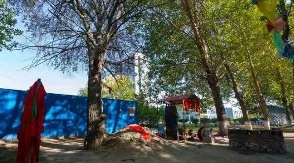 一颗老树系满红布条,下面还有个墓碑,写着"甘肃省高台县张素珍之墓"