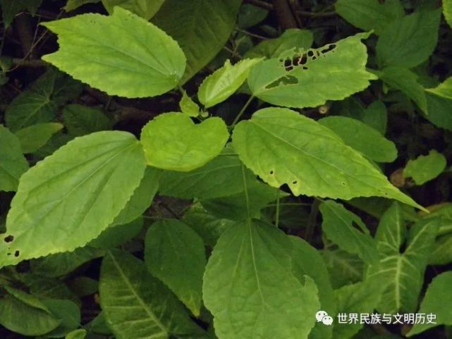 大型,芳香的喬木,薄壁組織具球形油細胞,植物體含瓣蕊花鹼(hi