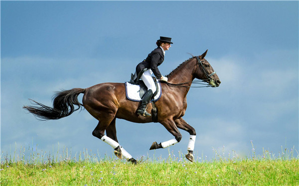 七夕会健康在原野上策马扬鞭