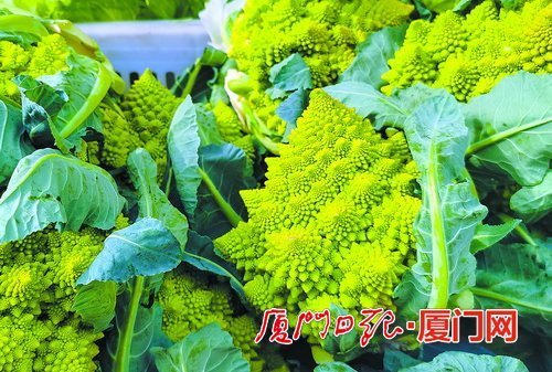 春節期間廈門多種一元蔬菜平抑菜價還有這個新品種入市你嘗過嗎