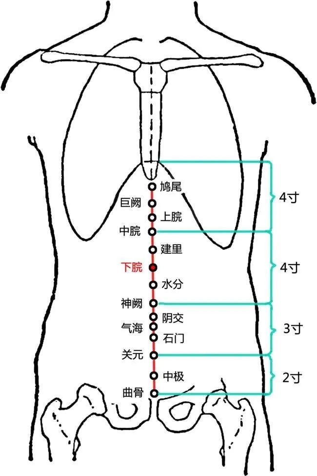 足三里【取穴】在小腿外側,外膝眼