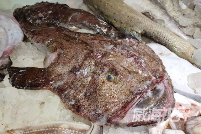 鱼虾蟹贝蛤必须夸一夸威海的"鲜儿"