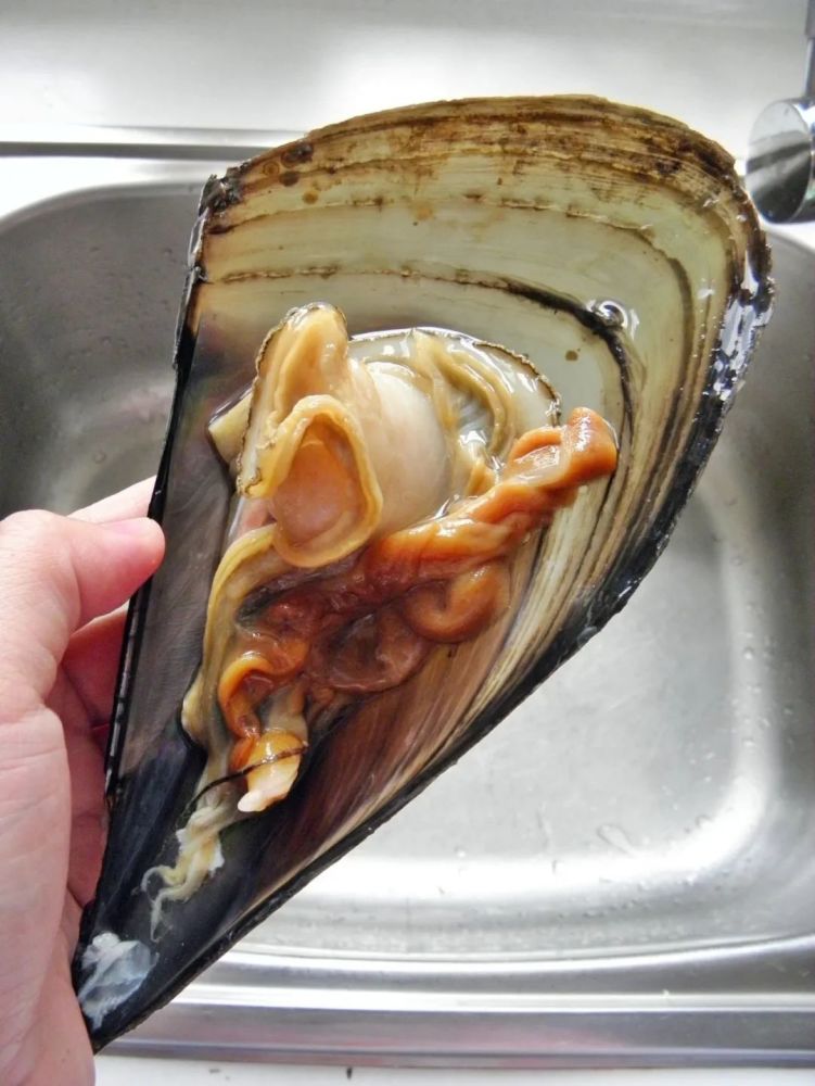 壮观的带子是什么海鲜的视图