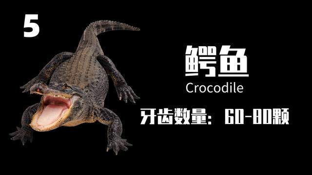 牙齿最多的10种动物排名,你见过2万多颗牙齿的动物吗?_腾讯新闻