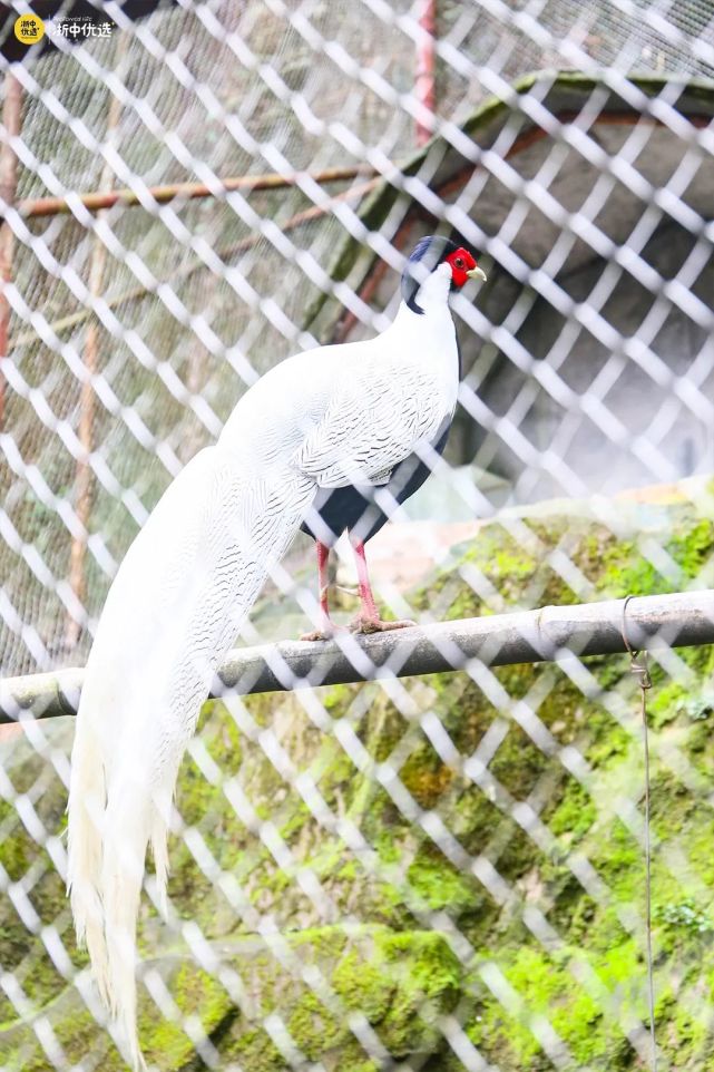 金华动物园门票春节通用!享10次游乐项目,送白虎玩偶!