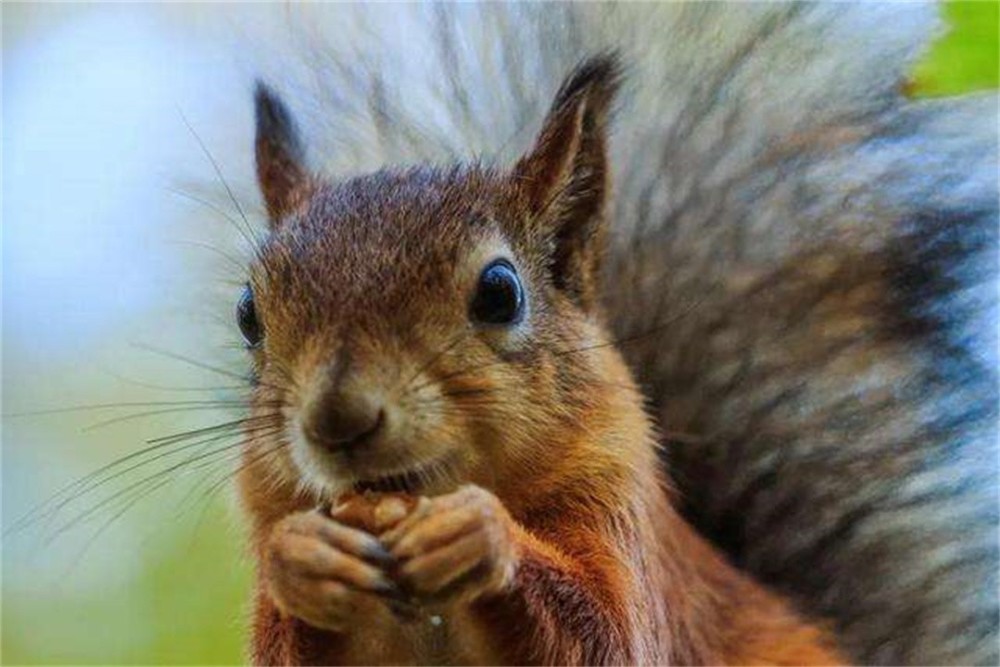 世界上最聪明的十种动物 哪几个动物上榜是你没有想到的 腾讯新闻