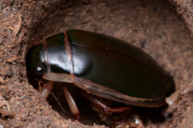 农村水塘里的水蟑螂擅长潜水还能飞到底是益虫还是害虫呢