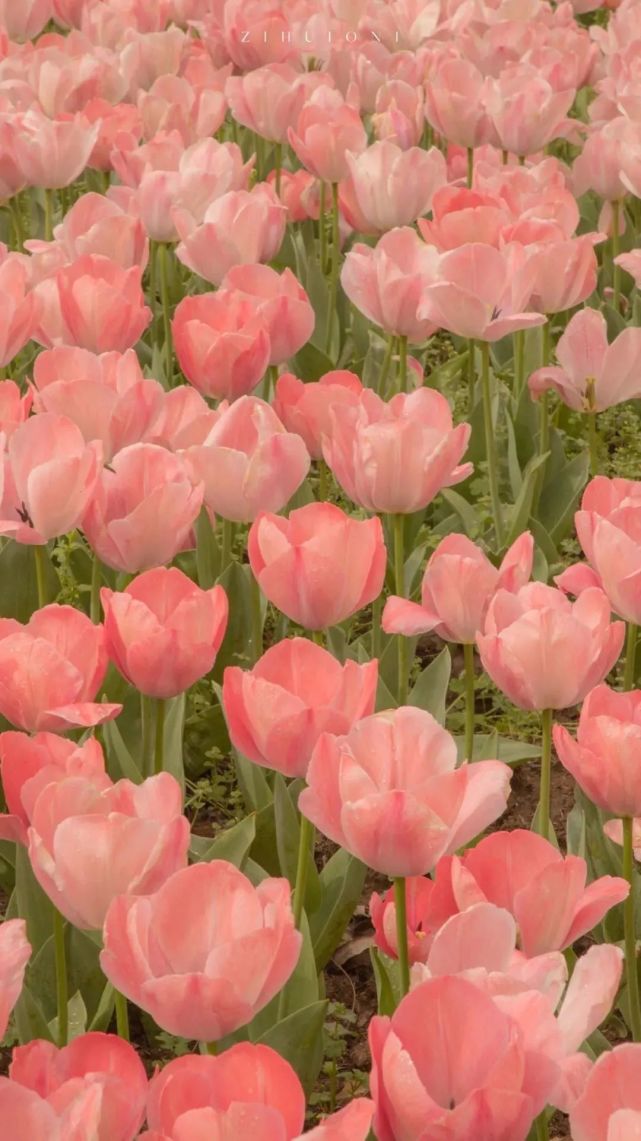 高级感郁金香壁纸|春天的味道