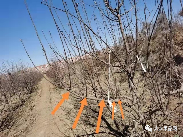 果树背上枝的作用和管理