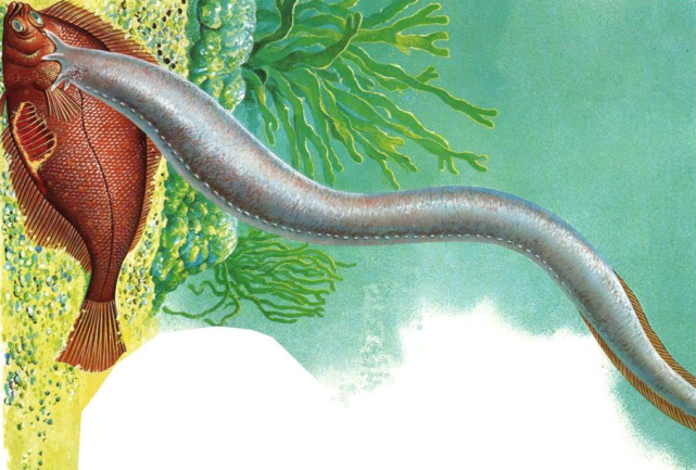 盲鳗,动物界的"反杀"高手:攻击有风险,黏液让你窒息|动物界|鲨鱼|纤维