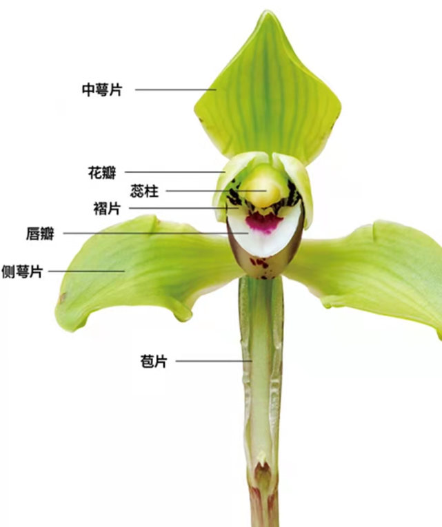 兰花第一大特征就是合蕊柱——分离的雌蕊和雄蕊融合变成一根小柱子一