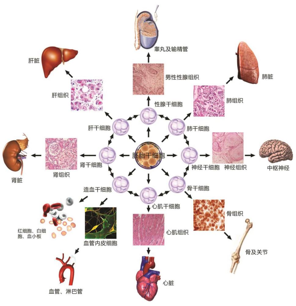 人体细胞结构示意图图片