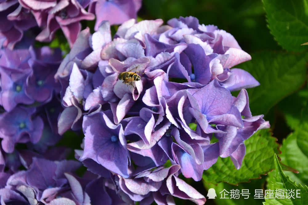 2月6日 12日爱情运势 真爱相伴 一往情深的四大星座 腾讯新闻