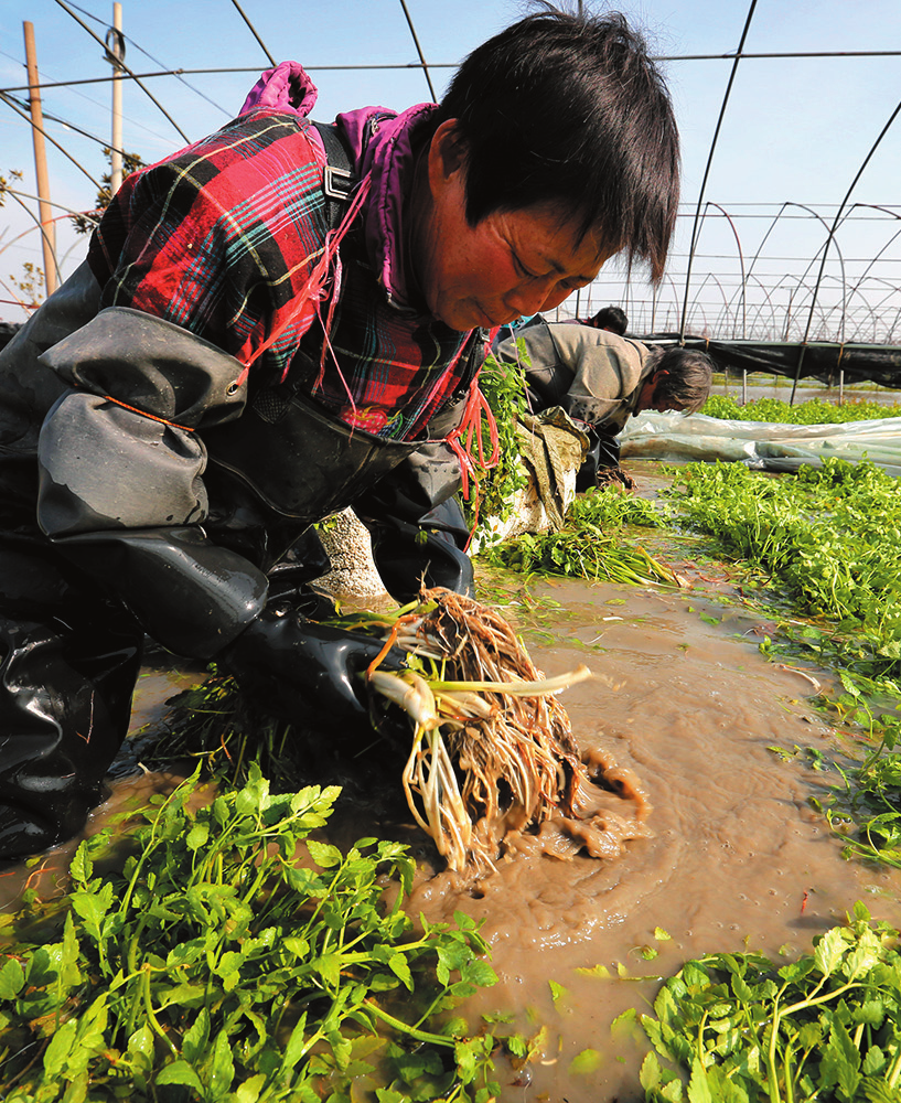 尋香記吃筷芹菜勤勤儉儉