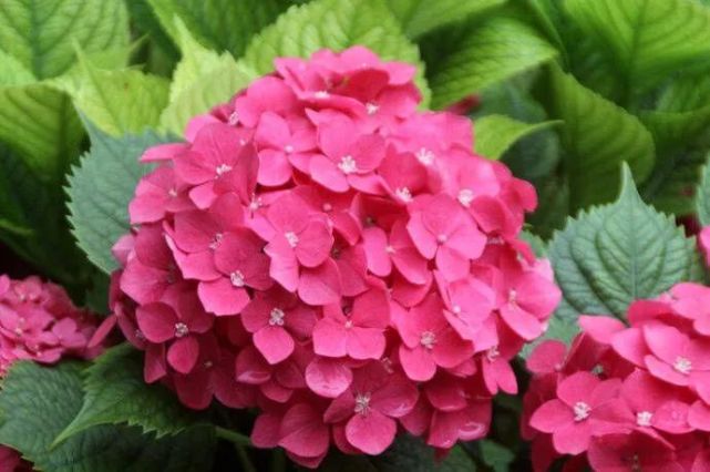 养绣球花做2点枝枝开满花春天花色美都是大花球