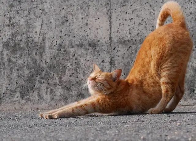 猫咪的25种肢体语言读懂猫主子的想法