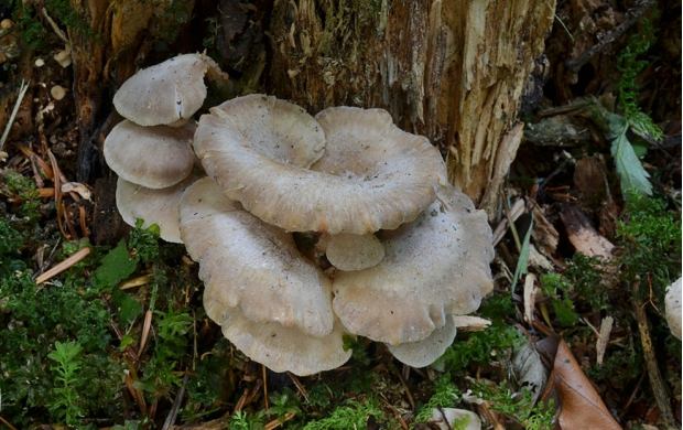 荒野维生野菜系列——勺状亚侧耳|野菜|子实体|菌柄|真菌