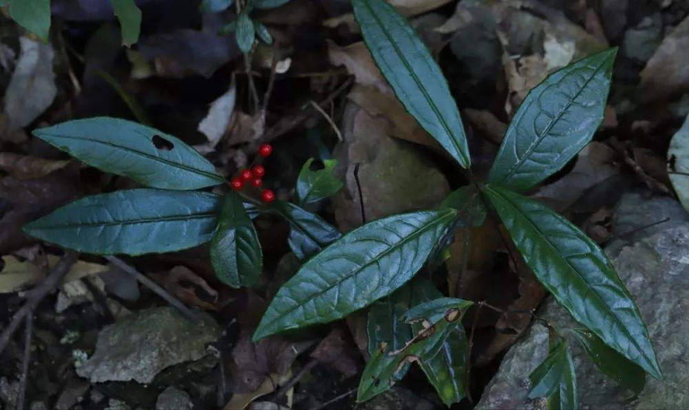 珍贵植物山血丹也叫活血胎极为少见价值很高一起来认识下