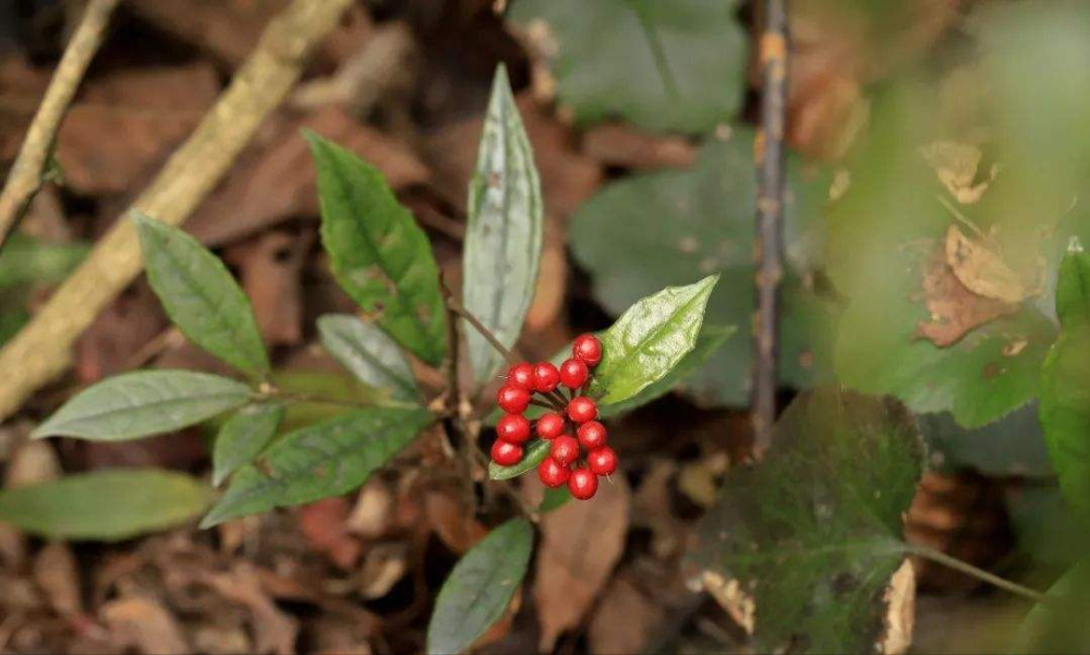 珍贵植物山血丹也叫活血胎极为少见价值很高一起来认识下