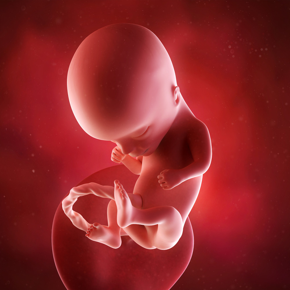 摄影师镜头下的胎儿发育全过程动态图震惊到你了吗